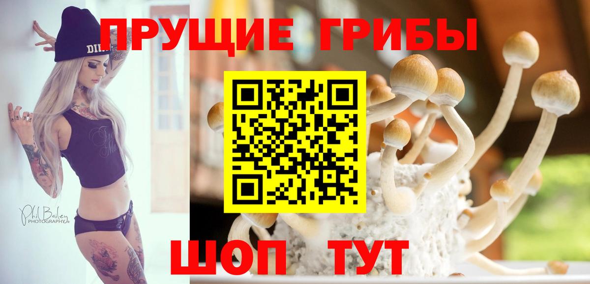 Киселёвск  Псилоцибиновые грибы Cubensis  где купить   Вход с VPN 